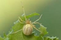 Enoplognatha ovata