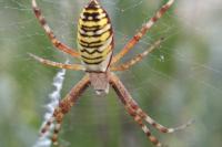 Argiope bruennichi