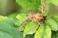 Oxyopes
