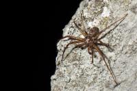 Philodromus