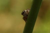 Evarcha arcuata