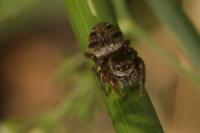 Evarcha arcuata