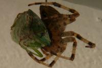 Argiope bruennichi
