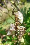 Argiope bruennichi