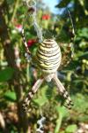 Argiope bruennichi