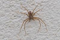 Philodromus