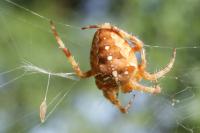 Araneus diadematus