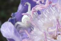 Misumena vatia