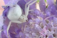 Misumena vatia