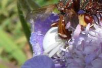Misumena vatia