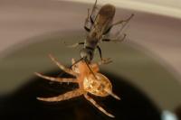 Araneus diadematus
