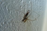 Pholcus phalangioides