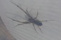 Linyphia triangularis