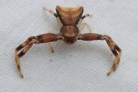 Pistius truncatus