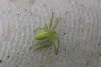 Micrommata virescens