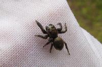 Evarcha arcuata
