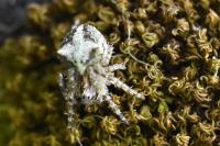 Gibbaranea gibbosa