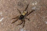 Arctosa perita