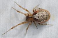 Zygiella atrica
