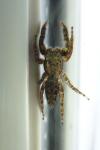 Marpissa muscosa