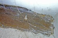 Pholcus