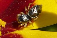 Heliophanus cupreus