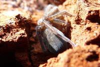 Amaurobius