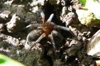 Amaurobius