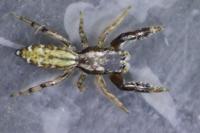 Marpissa nivoyi