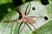 Pisaura mirabilis
