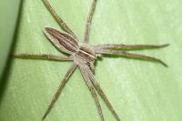 Pisaura mirabilis