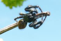 Carrhotus xanthogramma