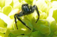 Carrhotus xanthogramma