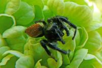 Carrhotus xanthogramma