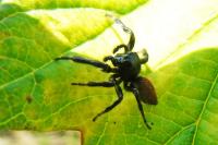 Carrhotus xanthogramma