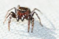 Heliophanus