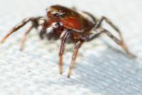 Heliophanus
