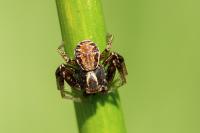 Xysticus