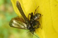 Synema globosum