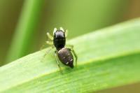 Heliophanus cupreus