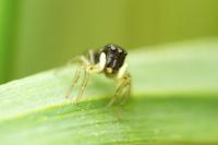 Heliophanus cupreus