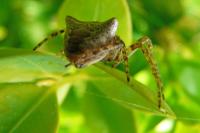 Gibbaranea bituberculata