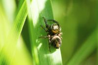 Evarcha arcuata
