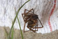 Eratigena