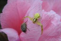 Misumena vatia