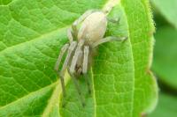 Cheiracanthium