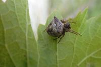 Gibbaranea bituberculata