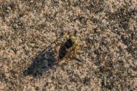Heliophanus cupreus