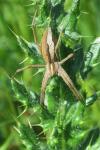 Pisaura mirabilis