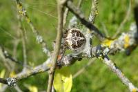 Agalenatea redii